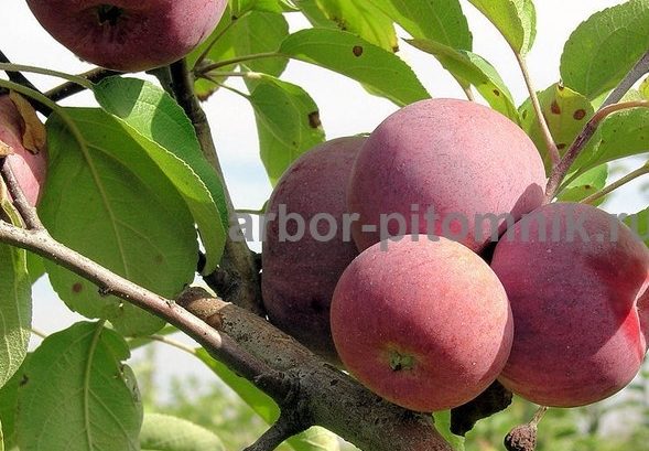 Саженцы яблони из питомника, с доставкой и посадкой по низкой цене